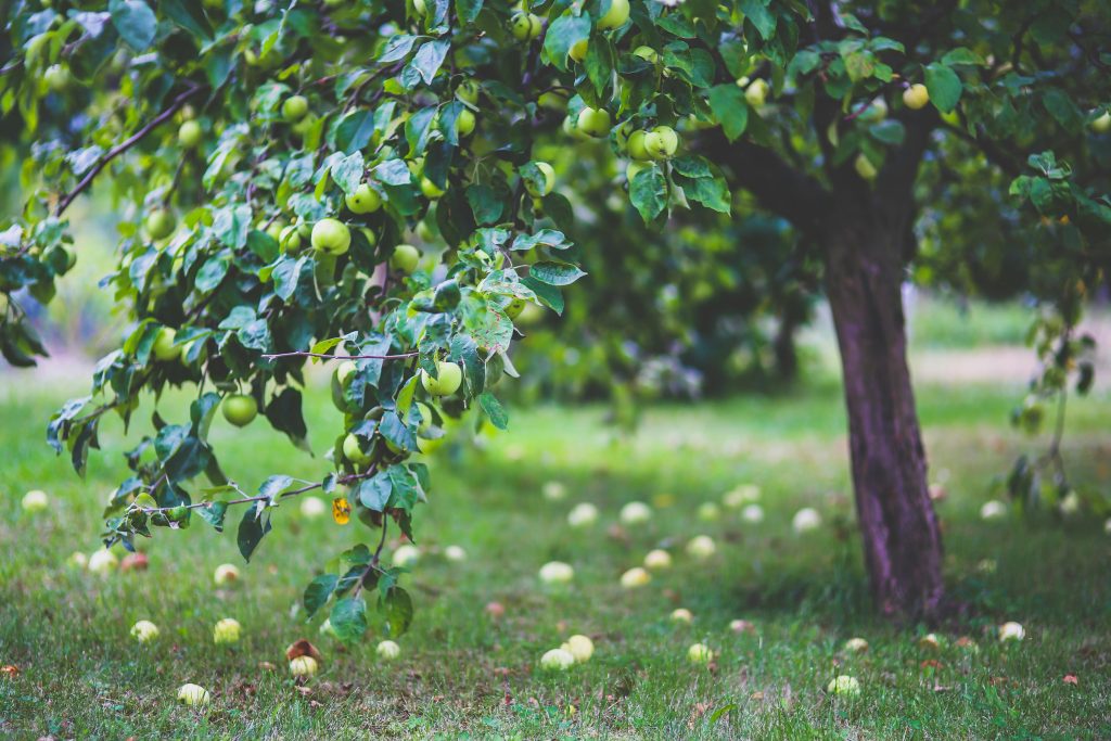 Green apple tree overflowing with fruit.